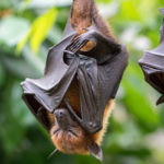 Bat removal in Delaware