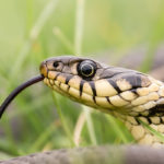Delaware Snake Removal